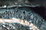 Biscogniauxia mediterranea
