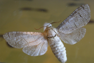 Cossus cossus