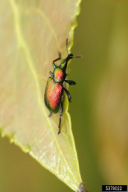Byctiscus