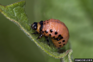 Leptinotarsa decemlineata