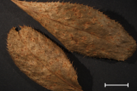 Aecidium berberidis
