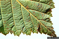 Melampsoridium betulinum