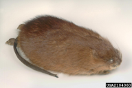 Ondatra zibethicus