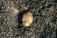 Leptinotarsa decemlineata