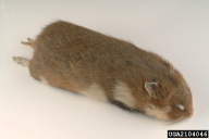 Cricetus cricetus