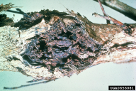 Xanthomonas populi