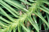 Cinaropsis pilicornis