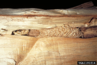 Saperda carcharias