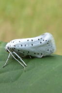Yponomeuta cagnagella