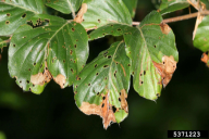 Rhynchaenus fagi