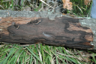 Biscogniauxia mediterranea