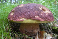 Podatki o sliki, izvirna velikost.