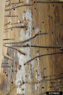 Hylecoetus dermestoides