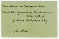 Cronartium asclepiadeum