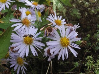 Symphyotrichum