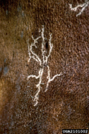 Taphrorychus bicolor