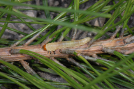 Diprion pini