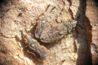 Aradus cinnamomeus
