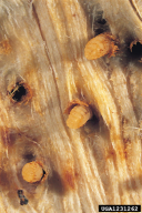 Helicomyia saliciperda