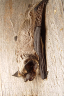 Vespertilio murinus