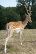 Dama dama