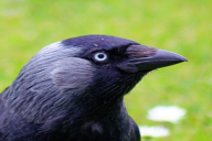 Corvus monedula