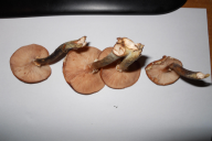 Armillaria ostoyae