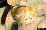 Euproctis chrysorrhoea