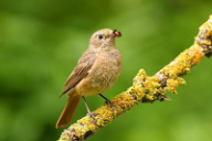 Phoenicurus phoenicurus