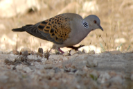 Streptopelia turtur