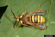 Aegeria apiformis