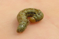 Acantholyda hieroglyphica