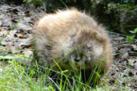 Ondatra zibethicus