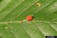Hartigiola annulipes