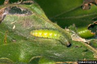 Tortrix viridana