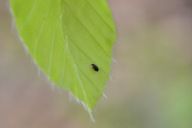 Rhynchaenus fagi