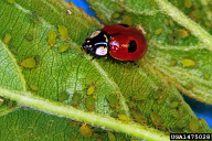Adalia bipunctata