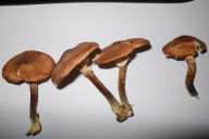 Armillaria ostoyae