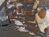 Serpula lacrymans
