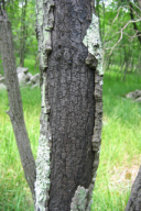 Biscogniauxia mediterranea