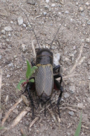 Gryllus campestris