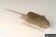 Apodemus sylvaticus