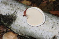 Piptoporus betulinus