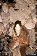 Melanophila cyanea