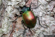 Calosoma sycophanta