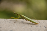 Mantis religiosa