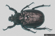 Osmoderma eremita