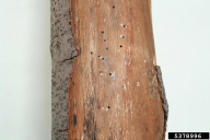Ptilinus pectinicornis