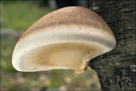 Piptoporus betulinus