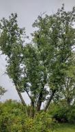 Acer negundo